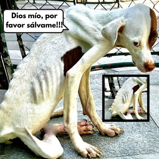 Clamor Desgarrador: Cachorro Maltratado y Medio Muerto de Hambre Implora Ayuda con su Última Fuerza — Una Carrera Contra el Tiempo para Salvarlo.pi