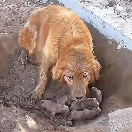 De la Fractura a la Libertad: El Doloroso Camino de un Perrito Herido Que, a Pesar del Hambre y el Miedo, Luchó por Su Vida Hasta Encontrar la Esperanza y la Sanación.pi