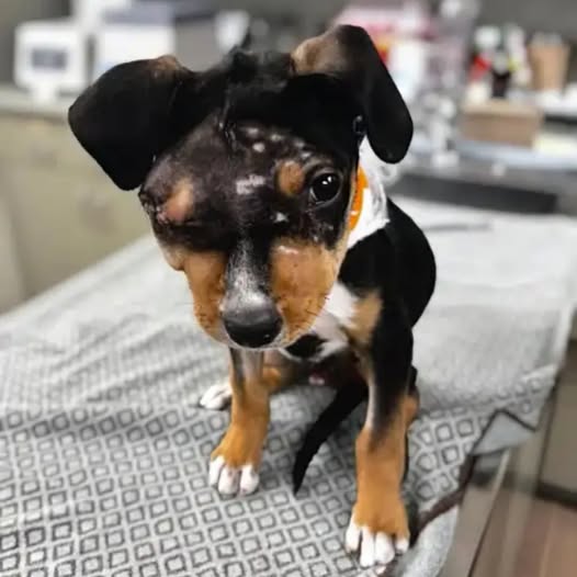 “Horror en el Desierto: Perro Golpeado y Herido de Gravedad Es Descubierto en Boulder City — Vecinos Claman Justicia y Ayuda Inmediata”.pi