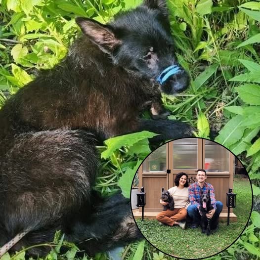 Contra todo pronóstico: Un perro callejero maltratado en Pickering es ahora una prueba viviente de que el amor puede sanar las heridas más profundas.pi