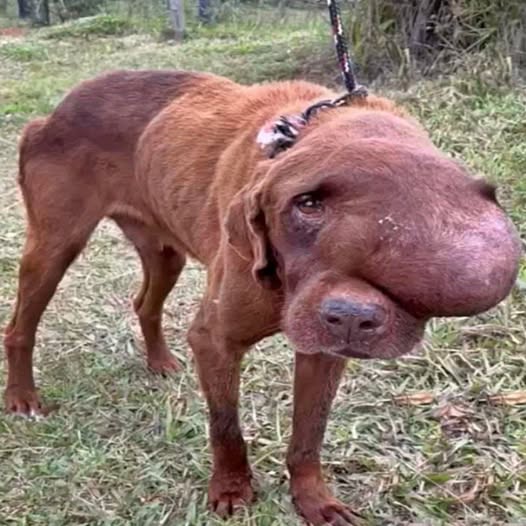 La cara de un perrito ‘torturada’ por un tumor gigante: una imagen desgarradora. PI