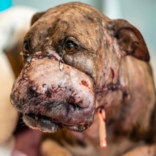 Desgarrador: El pobre perro lleva dolorosas heridas en su cara, luchando cada día por sobrevivir en un dolor constante. PI