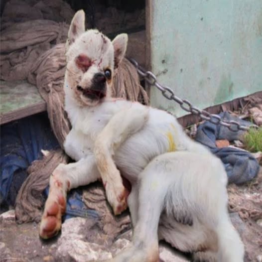 ¡Asfixia extrema! El perro demacrado, demacrado, respirando débilmente, tuerto, encadenado entre cuatro paredes frías, con el cuerpo cubierto de heridas, gimiendo de dolor en la oscuridad mientras nadie comprende su extrema gravedad… PI