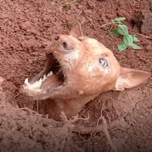 ¡Dolor extremo! Un perro enterrado bajo las rocas tras un deslizamiento de tierra, intentando desesperadamente levantarse, esperando una mano salvadora…PI