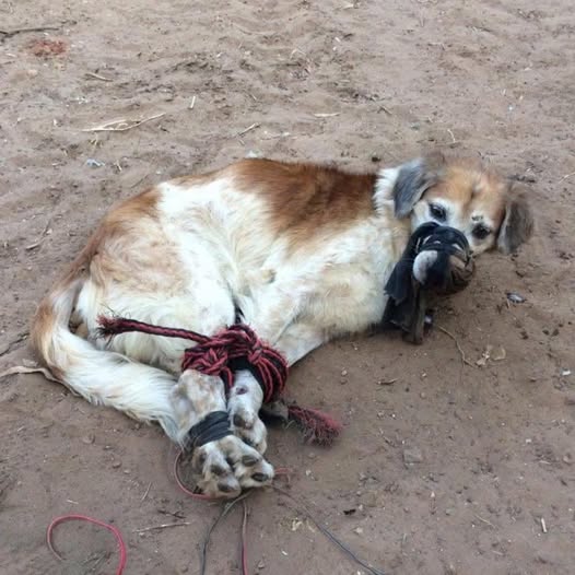 “Escena Desgarradora: Abandonan a Perro Atado y Amordazado en Fernando de la Mora, Dejado a Morir en el Frío del Baldío”.pi