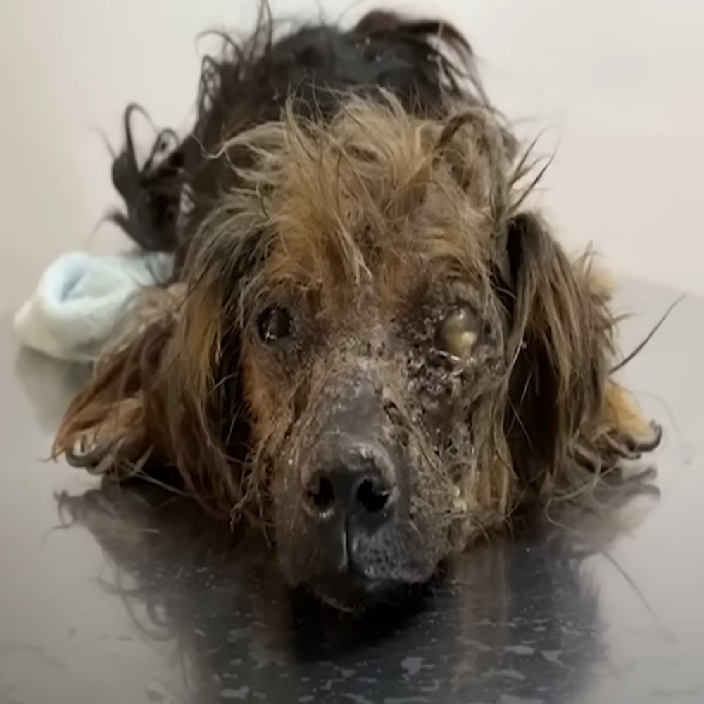 Del Abandono a la Esperanza: La Inspiradora Lucha por la Supervivencia del Perro Rescatado Hannibal y la Segunda Oportunidad que lo Cambió Todo.pi