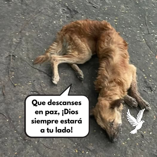 Del Amor al Horror: Los Últimos Momentos de un Perrito Golpeado y Tirado en la Carretera — Comunidad Llora su Pérdida y Exige Justicia Contra los Responsables.Pi