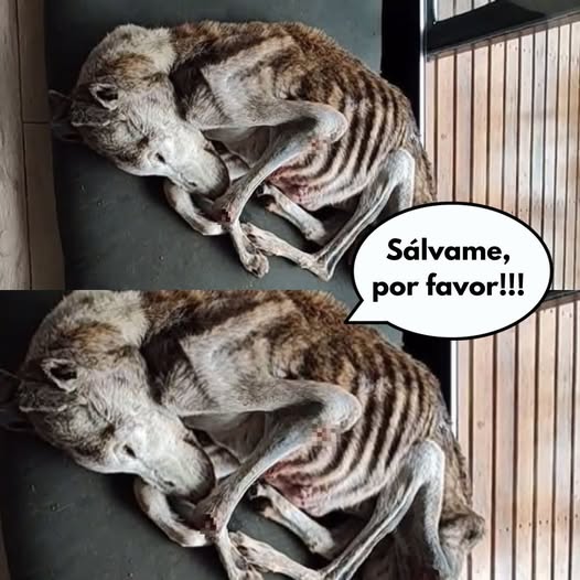 Horror Inimaginable: Un Perrito Pasó Cuatro Meses Encerrado en un Armario — Sin Comida, Sin Agua y Rodeado de sus Propios Desechos.Pi