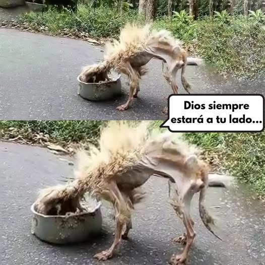 ¡Impacto Total!: Perrito Abandonado en un Basurero, Luchando por su Vida Hasta Ser Rescatado — Comunidad Clama Justicia y Un Hogar .pi
