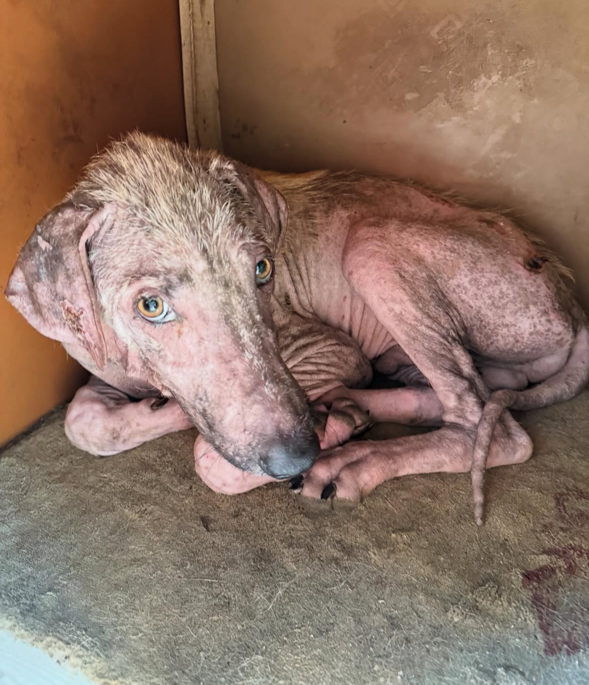 Horror Animal: Perro Maltratado y Abandonado en Caja Cerca del Basurero .Vl