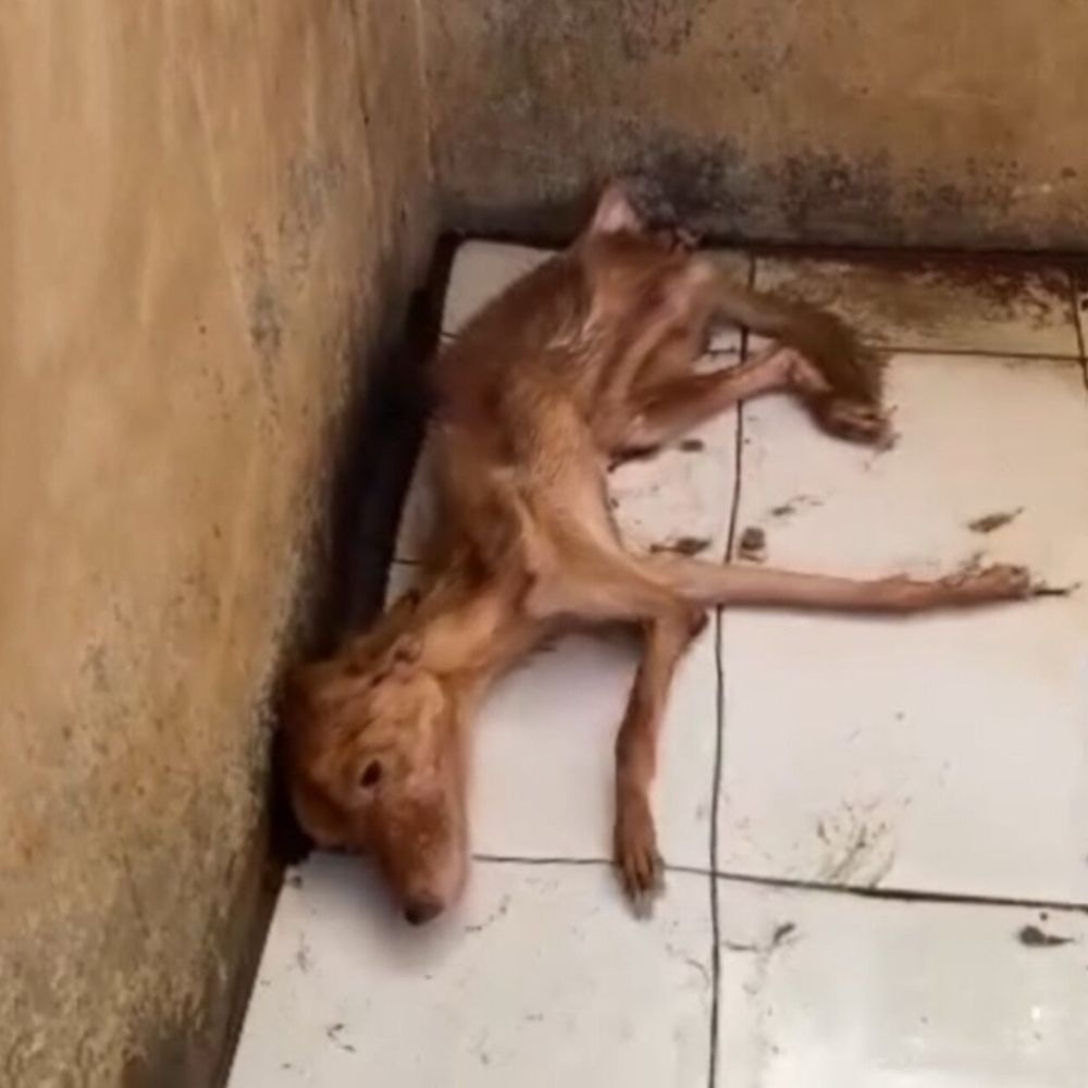 El último viaje de Bun: del abandono a un rayo de esperanza que se apagó demasiado pronto .Vl