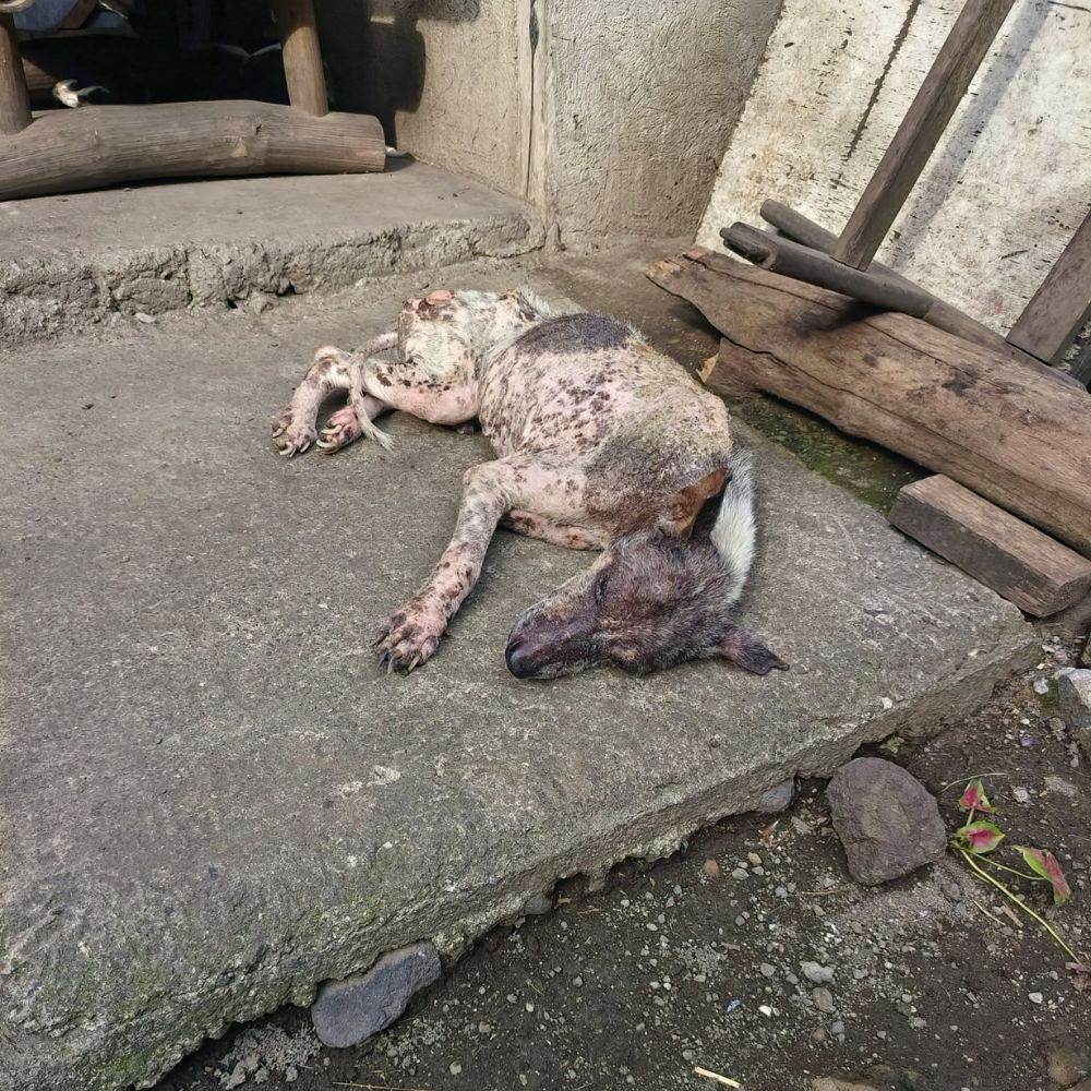 Se echó a llorar al darse cuenta de que lo habían abandonado en el refugio .Vllos esperó todos los días .Vl