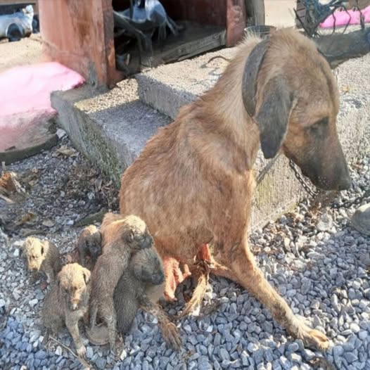 Supervivencia en la Carretera: Madre Perra Alimenta a Sus Cachorros Con Cucarachas y Hierba .VL