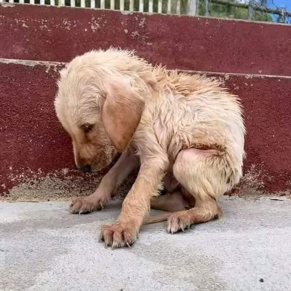 ¡ABANDONADO Y ROTO! El Perro Tiembla de Miedo Tras Ser Traicionado por Su Protector .Vl
