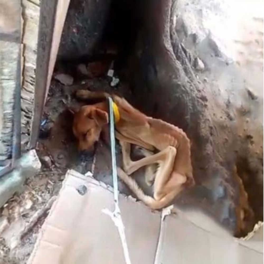 El horror del abandono: perro hallado débil y hambriento tras 5 meses en una pared .Vl