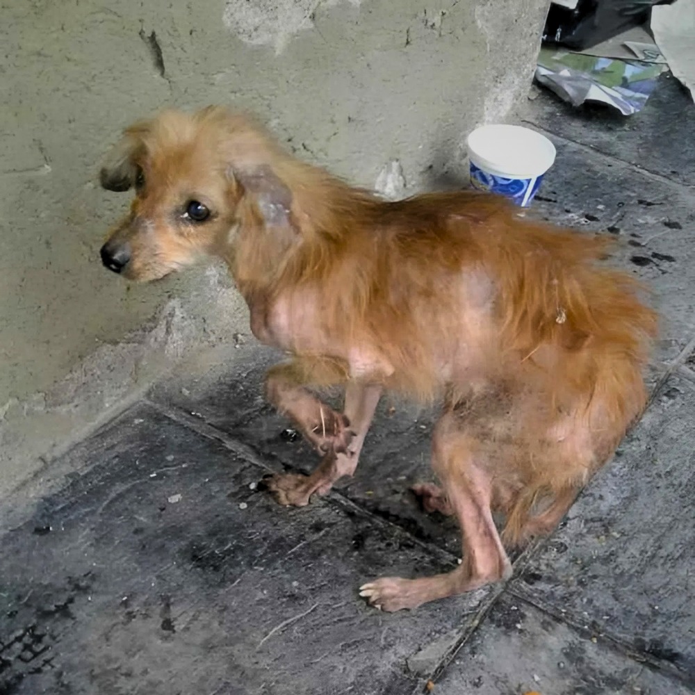 No fue rescatado — simplemente aún no ha muerto tras días de hambre, abandono y una indiferencia tan brutal que lo convirtió en un cuerpo que respira, pero ya no vive .Vl