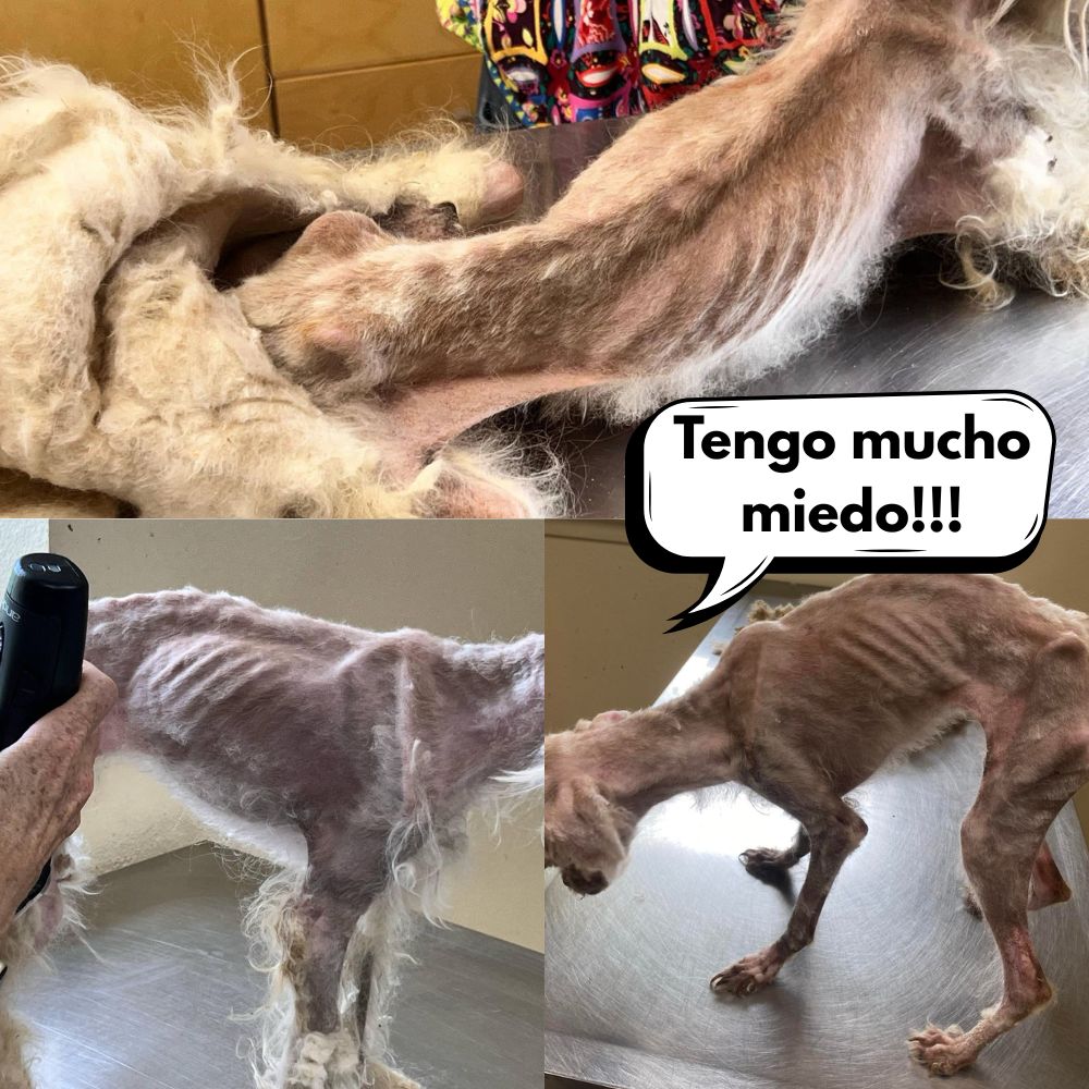 De Mascota Consentida a Víctima Abandonada: Max, el Perro que Fue Amado Tras la Muerte de su Dueño, Sufre Maltrato y Hambre. La Nueva Esposa lo Abandona en las Calles, Conmocionando a Vecinos y Activistas por Igual. .Vl