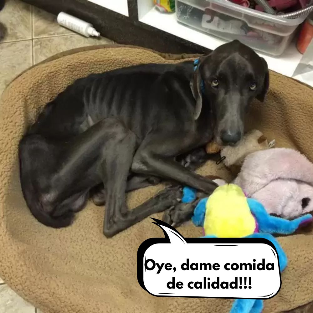 Horror Animal: Perro Descubierto En Estado Crítico Tras Meses De Abandono Y Hambre .Vl