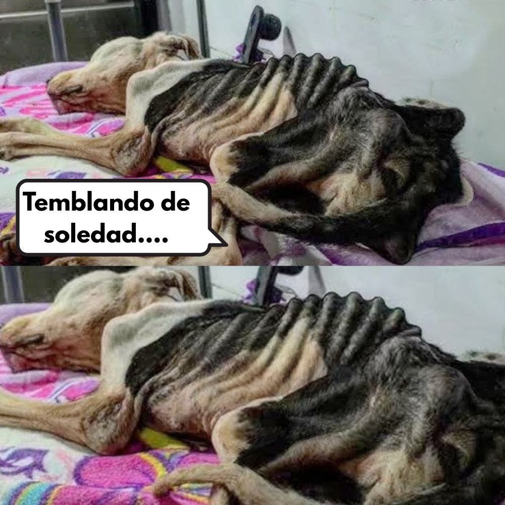 Horror En Indonesia: Un Perro Sobrevive Tres Meses Atrapado En Un Sótano Después De La Muerte De Su Dueño En Medio De Disturbios .Vl