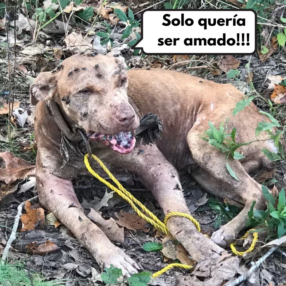 Abandonado En Lo Profundo Del Bosque: Un Perro Enfermo Atado Luchaba Por Su Vida Hasta Que Un Día Encontró La Esperanza .Vl
