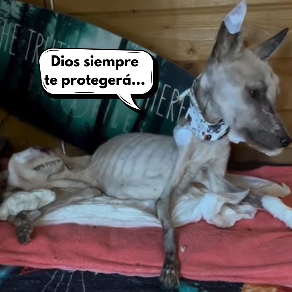 ¡Horror En Myanmar! Perro Torturado Como En La Edad Media Es Rescatado Al Borde De La Muerte .Vl
