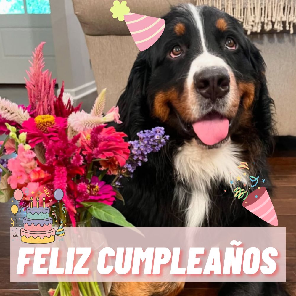 ¡Un Cumpleaños Muy Especial Para Nuestro Fiel Amigo Peludo! .Vl