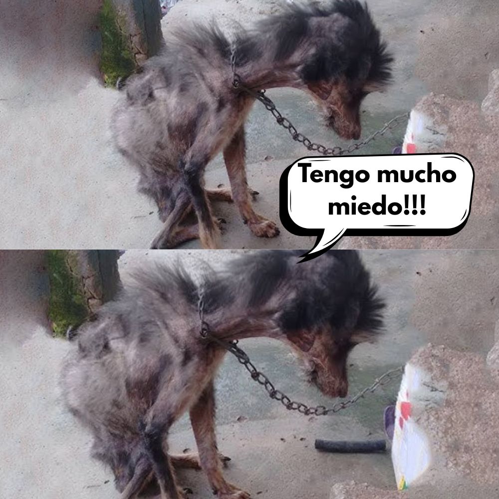¡Horror Animal En El Barrio! Perro Atado Y Olvidado Durante Seis Meses Tras La Muerte De Su Dueño .Vl