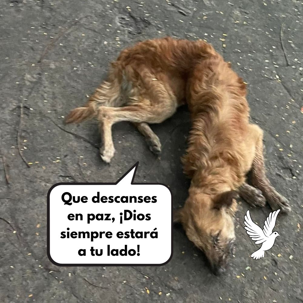 ¡Horror Animal! Perrito Muere Tras Ser Brutalmente Golpeado Y Abandonado En La Carretera .Vl