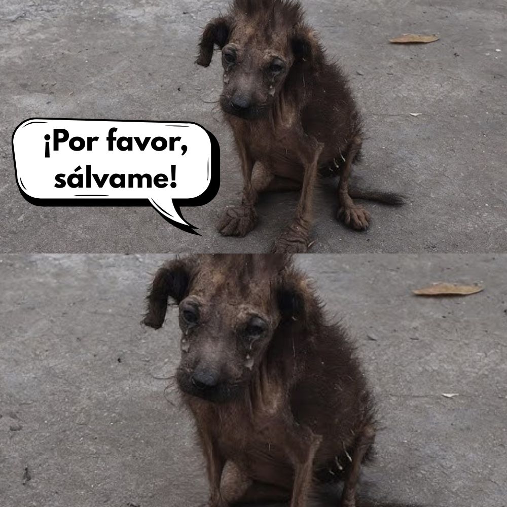¡Crueldad Inhumana! Perrito Quemado Con Plomo Derretido Por Celos Encontrado Con El 70% Del Cuerpo Calcinado .Vl