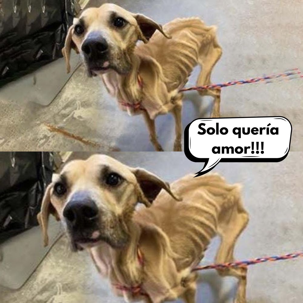 TRAGEDIA ANIMAL: Perro Queda Hambriento y Maltratado Tras la Muerte de su Dueño .Vl