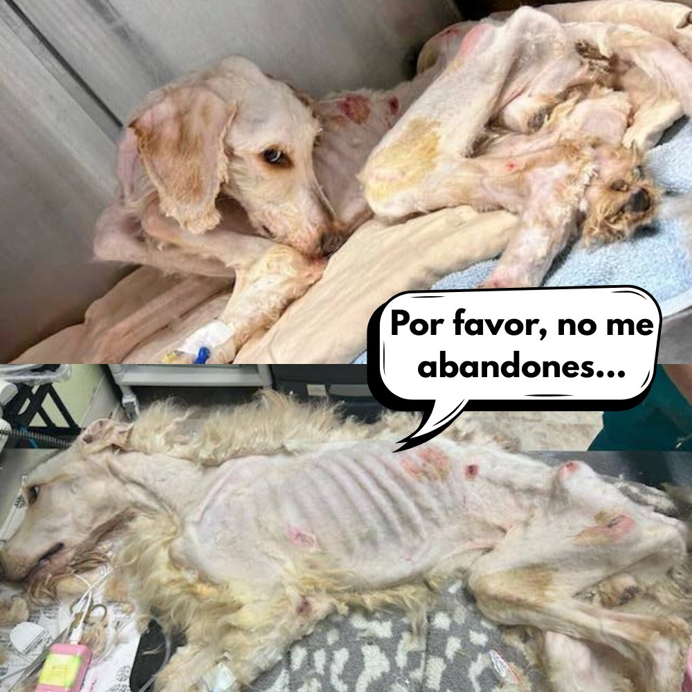 ¡HORROR ANIMAL! Perro Torturado y Luego Enviado al Matadero – Una Historia Que Estremece al Mundo .Vl