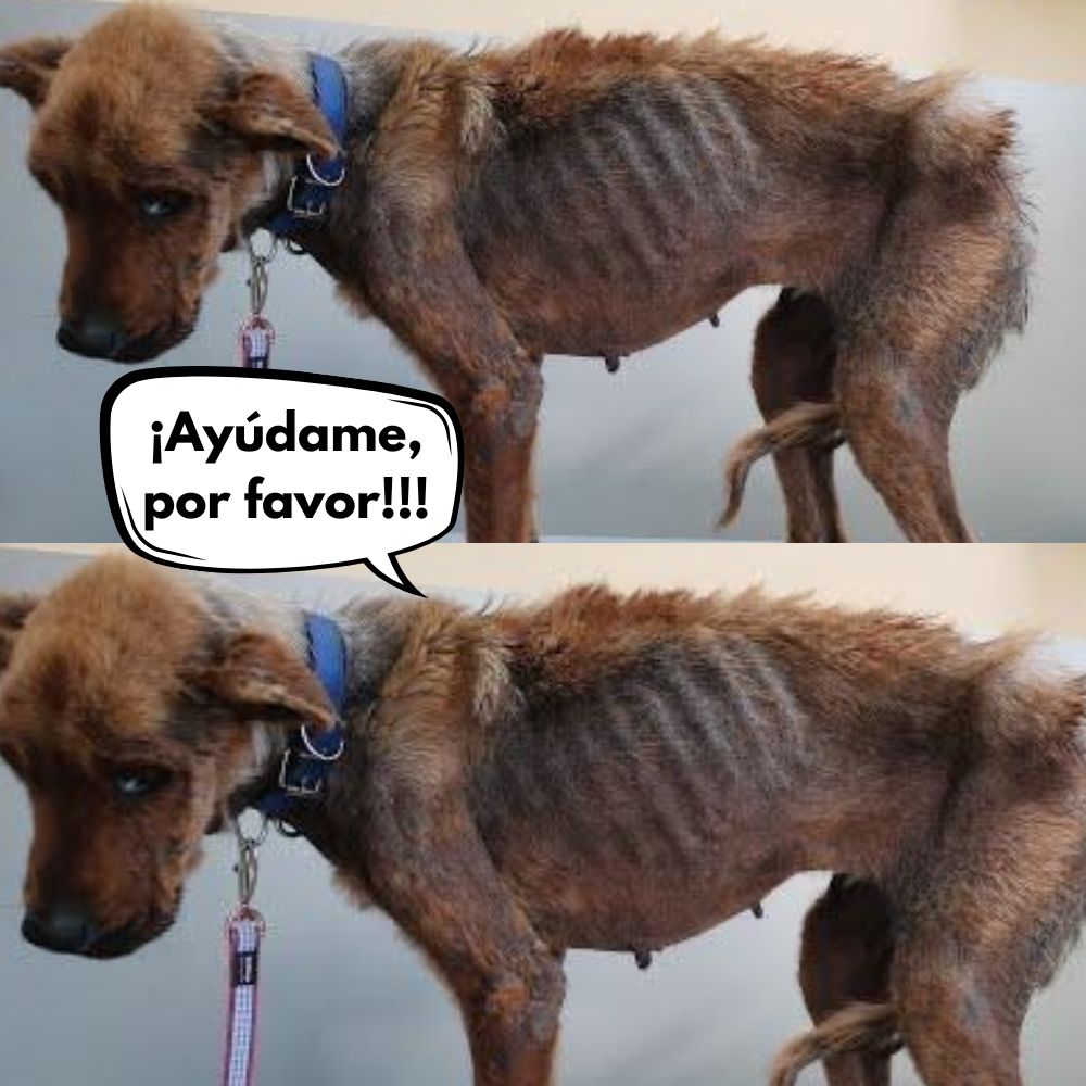Abandonado y Maltratado: El Trágico Caso de un Perro en un Contenedor de Basura .Vl