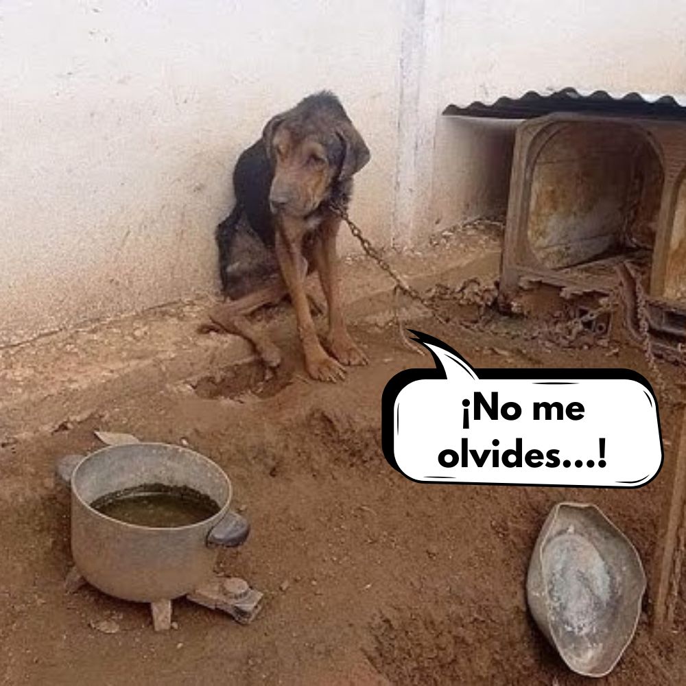 Abandonado y Encadenado: La desgarradora historia de un perro que fue dejado atrás, solo, sin comida ni compañía, víctima de la indiferencia humana, pero ahora con esperanza gracias a quienes lo rescataron y le brindan amor y cuidado .Vl