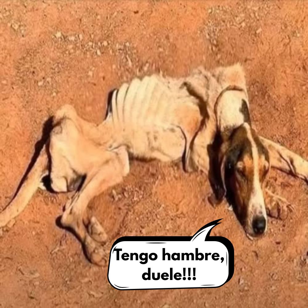 Por un descuido fatal: el perro quedó fuera de casa y murió de hambre mientras esperaba a su pequeño dueño .Vl