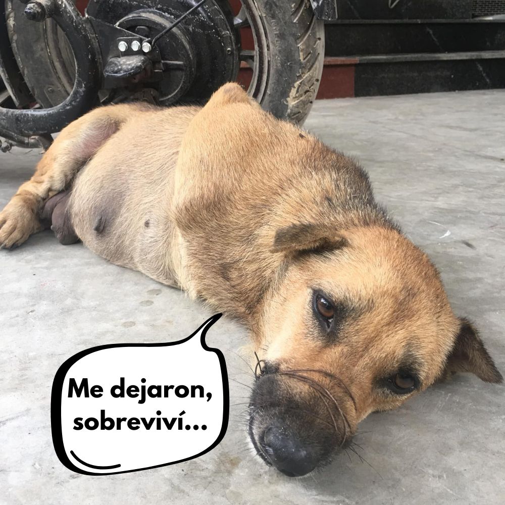 De la crueldad al milagro: perro abandonado y atado lucha 171 días para una transformación inesperada .Vl