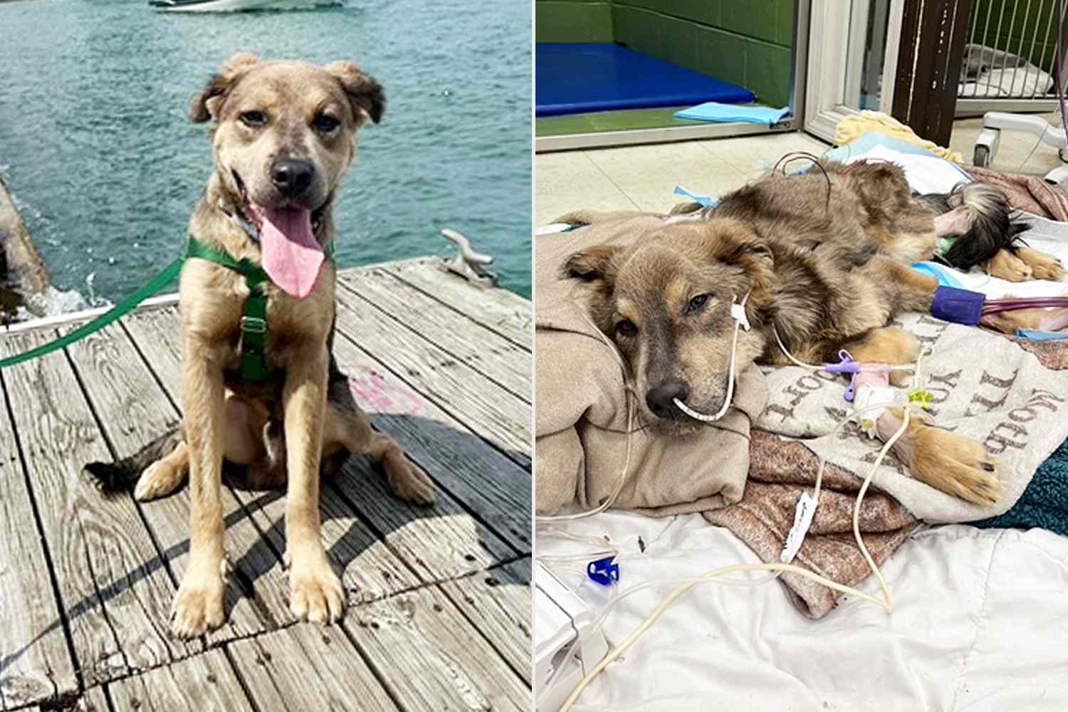 HORROR ANIMAL: Perro Sufre Un Año de Golpes y Hambre en un Jaulón de Tortura .Vl