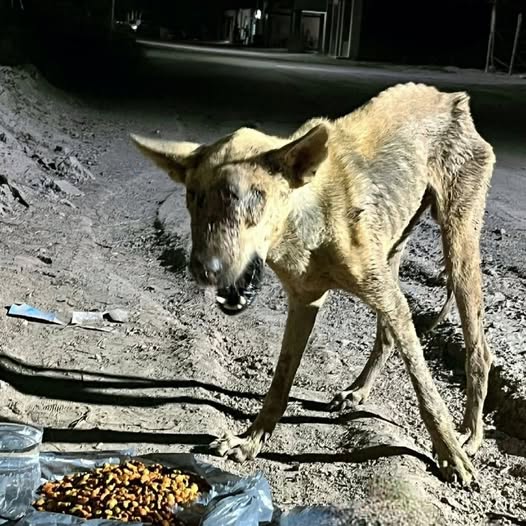 El perro ciego, con su cuerpo reducido a piel y huesos, temblaba junto a una comida improvisada: ¡una vida extremadamente trágica que asfixiaba a cualquiera que la viera!.PI