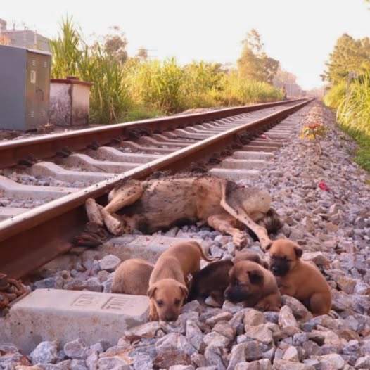 ¡Escena conmovedora! Una perrita desafortunada yace inmóvil junto a las vías del tren, con sus cachorros deambulando desesperadamente buscando leche… PI