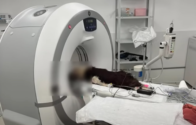 El pobre perro sólo tiene un ojo, su cuerpo está lleno de heridas, pero aún así lucha en silencio cada día para recuperar su vida. PI