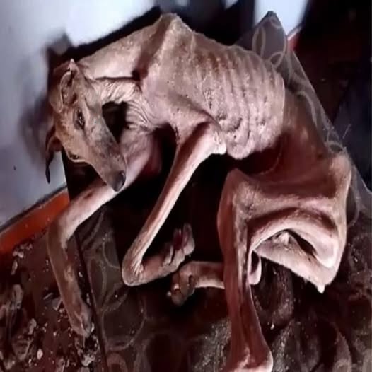 ¡Extremadamente desgarrador! El perro flaco yace acurrucado en un rincón oscuro. Todos miran como si pidieran ayuda, pero nadie responde… PI