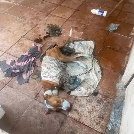 En un callejón olvidado apareció Lucy, una perrita desnutrida con ojos llenos de esperanza; Mike la rescató y su transformación de callejera frágil a compañera amada se convirtió en un faro de segundas oportunidades.PI