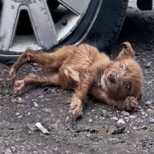 De una vida de miedo y abandono a la alegría pura: Alice finalmente encuentra su hogar definitivo donde es amada sin medida.PI