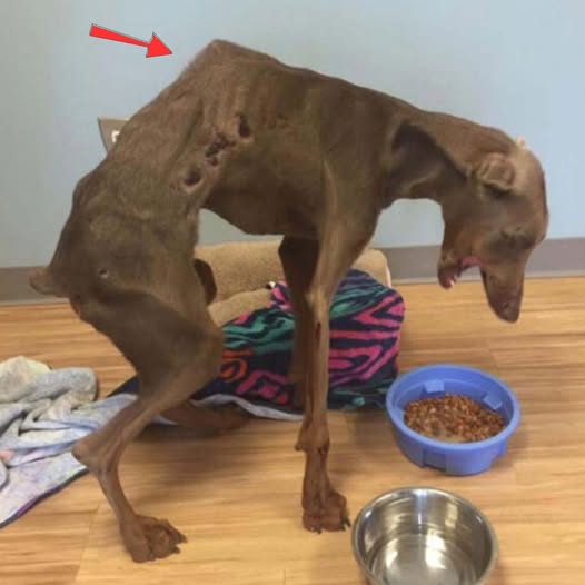 Una vida de tormento y huesos rotos terminó con amor: el perro maltratado que solo en sus últimos días descubrió lo que era un hogar y una caricia verdadera.PI