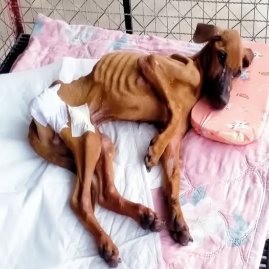 Muerto de hambre, abandonado y abandonado a su suerte, el doloroso pasado de este valiente perro se convierte en una historia de supervivencia y amor, inspirando al mundo a luchar por el bienestar animal.PI