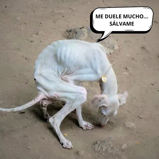 Un perro frágil, reducido a piel y huesos, recibió golpes crueles bajo la mirada indiferente de transeúntes — su dolor ignorado, su existencia tratada como si fuera invisible.PI