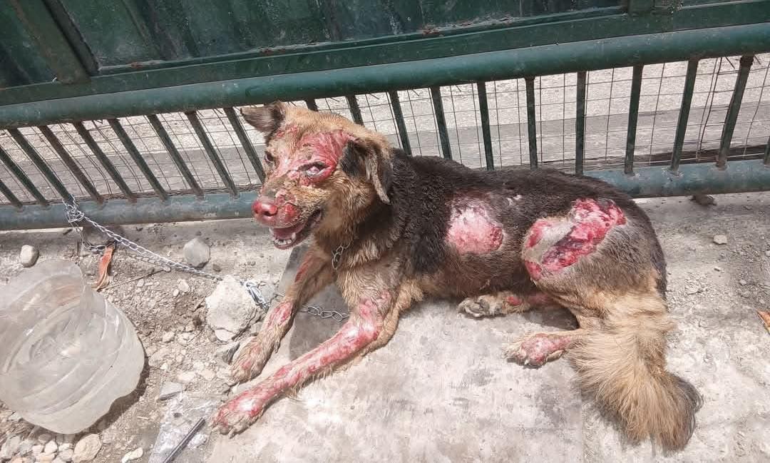 ¡Extremadamente doloroso! El pobre perro llevaba días hambriento, con el cuerpo cubierto de úlceras, acurrucado bajo el sol abrasador. ¡Sus ojos imploraban salvación y dejaban atónito a cualquiera que lo viera! .PI