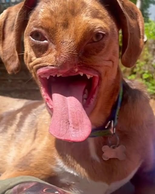 Mordido, roto, pero no vencido: Conoce al perro más feo del mundo que encontró la alegría.PI