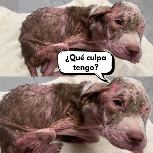 HORROR EN EL BARRIO: UN HOMBRE QUEMA A SU PROPIO PERRO PORQUE “NO SABÍA LADRAR.PI