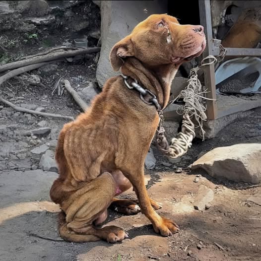 El perro fue abandonado por su dueño en un terreno desolado, encadenado con un pesado collar de hierro oxidado — el hambre y el sufrimiento lo rodeaban, pero nadie volvió a mirar. Como si el mundo ya no tuviera lugar para él… PI