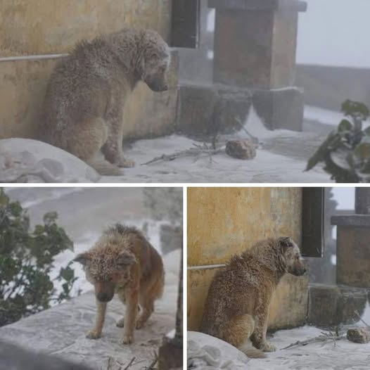 Frío helado en Canadá: ¡Pobre perro encerrado en la nieve blanca, temblando esperando una mano salvadora! .PI